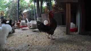 Backyard Chickens Long Sunrise Video Sounds Noises Hens Roosters!