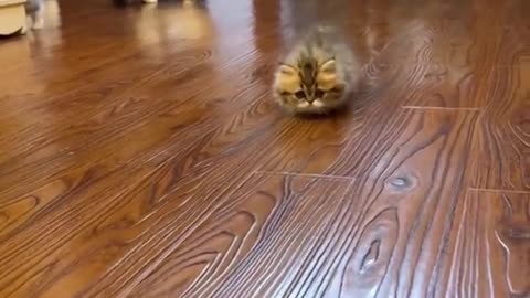 Cute baby cat video #cat #babycat #cutecat