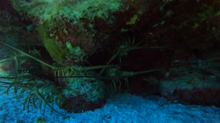 Cozumel SCUBA Diving Paraiso Reef Spiny Lobsters