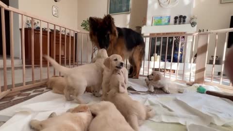 German Shepherd Meets Puppies for The First Time