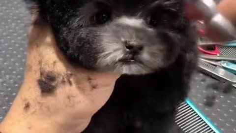 Cute puppy barber