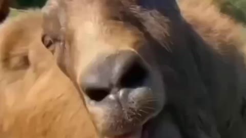 Funny goat 🐐😂
