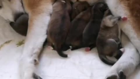 Suckling puppies