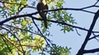Two parrots in a tree
