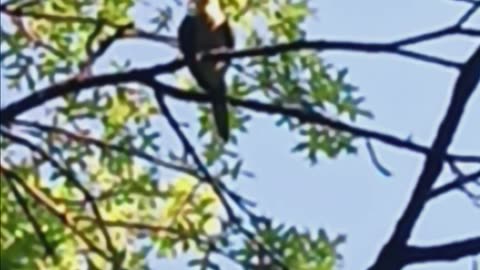 Two parrots in a tree