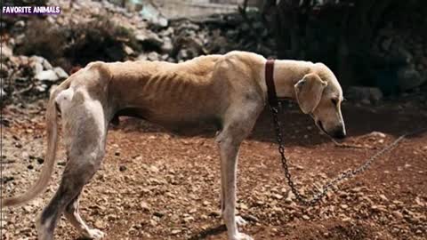 THIS DOG WAS SLOWLY DYING ON A CHAIN UNTIL HE WASRESCUED!