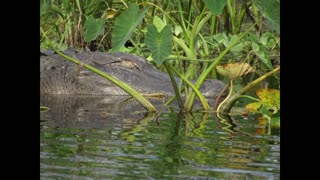 Lake Apopka North Shore Wildlife Drive