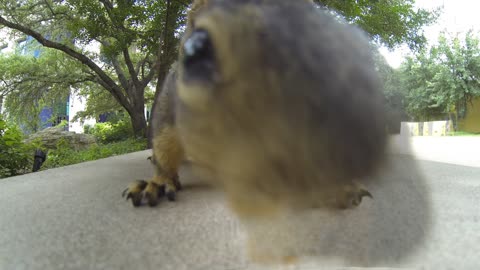 GoPro: Up close squirrel encounter