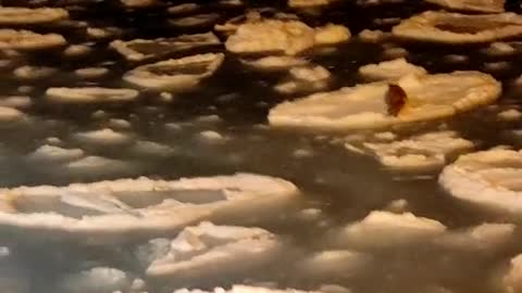 Fox Hops On Ice Floes