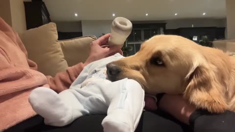 Golden Retriever Adopts Adorable Baby As His Own! (Cutest Ever!!)