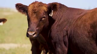 Cross Diamond Cattle Company Red Angus sale Dec 11, 2023 Bertrand,NE