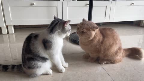 Look at these two cats fighting