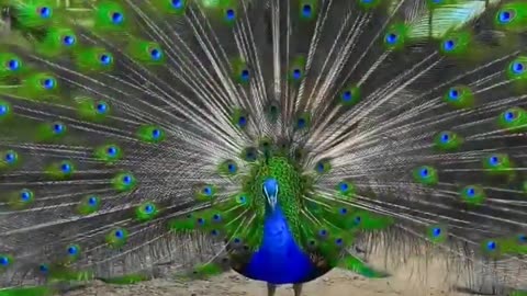 Indian National bird peacock