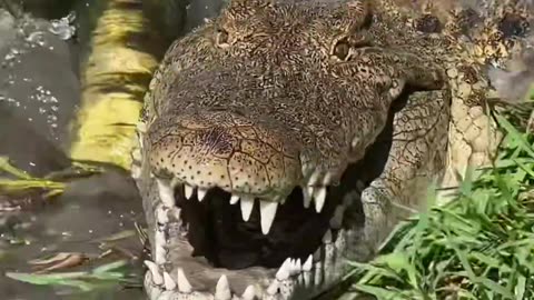 Crocodile AMBUSH!