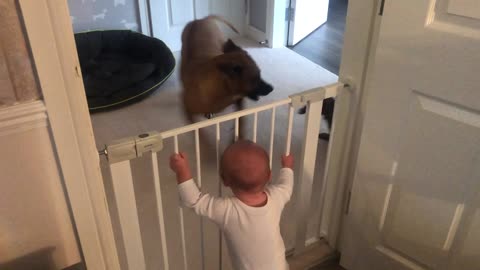 Baby Finds Dogs to Be Highly Entertaining
