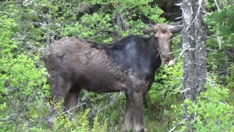 Bull Moose