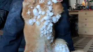 Golden Retriever Puppy Plays in the Snow