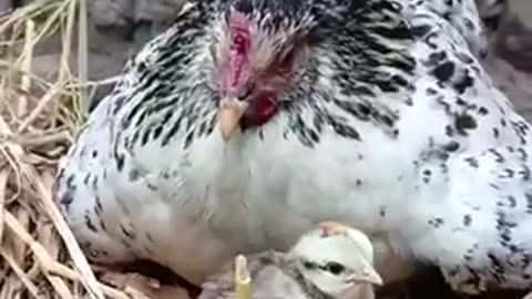 Amazing chicken 🐓 trending video