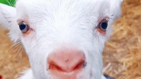 Beautiful Goat Video
