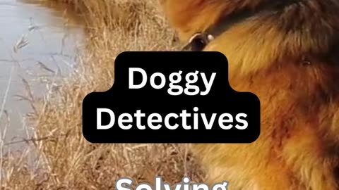 Doggy Detectives