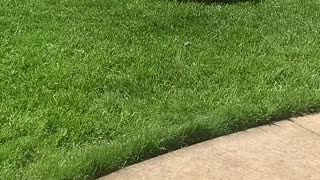 Dog Greets Boy Getting off School Bus with a Hug