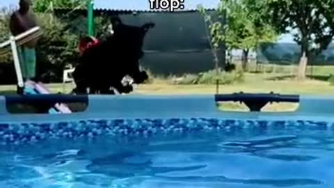 rate this 2022 belly flop competition contestant's flop: