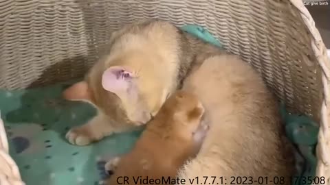 Mother cat forgot to carry adopted kitten to a new place, but take care about her daughter