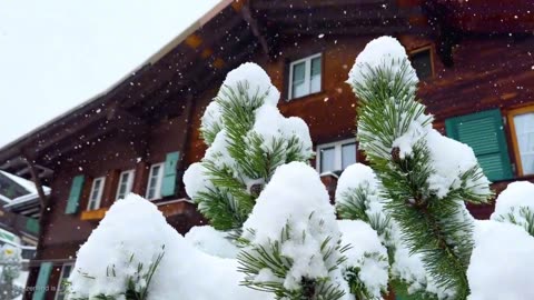 "Swiss Milen strolls in the snow"