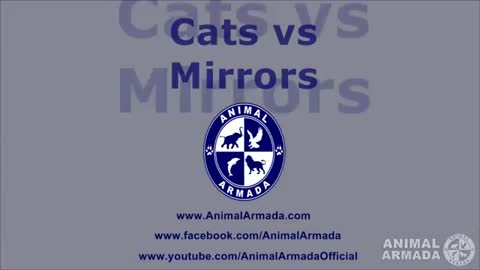 Cats vs Mirrors - cats fighting, dancing and moving to their reflection_Cut
