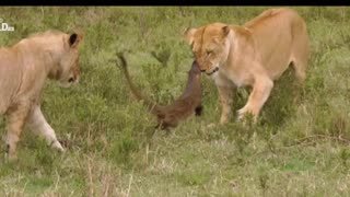 The Mongoose attacks the lions to drive them out of his land