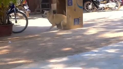 Funny Video #FunnyAnimals, #AnimalComedy, and #HilariousPets.
