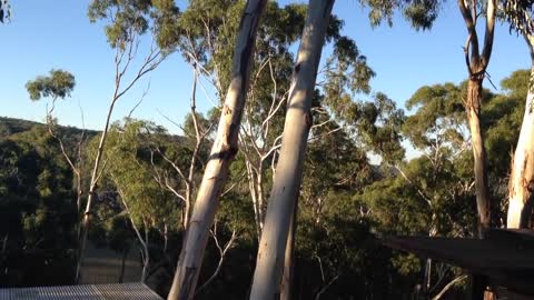 A Morning Cuppa With a Koala