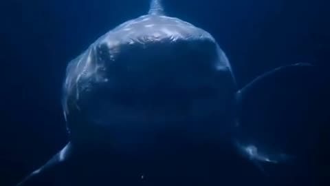 This is the largest Meg I have ever seen dammm...