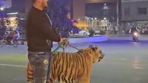 Crossing the road with Tiger