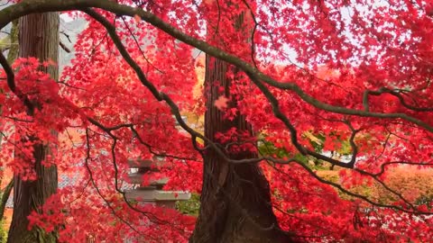 The most beautiful red Japanese maple tree ❤️