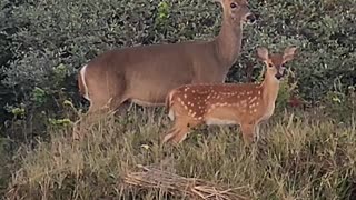 Cute Momma Deer Earing with Adorable Fawn