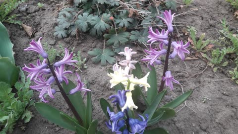 The hyacinths have bloomed