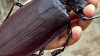 🐞😱🦟 Top 3 LARGEST Insects in The World!