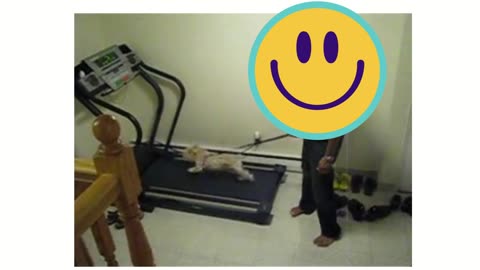 Dog On Treadmill