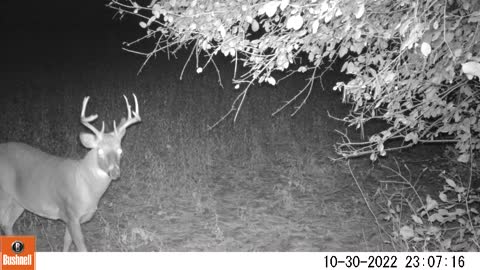 Caught This Buck On My Camera last Night. 10/31/22