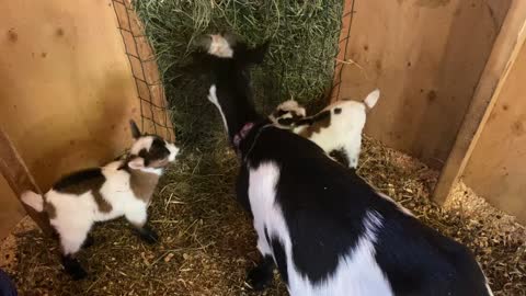 Baby goats learning to eat with Mamma 1