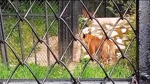 nanital zoo live Royal Bengal Tiger