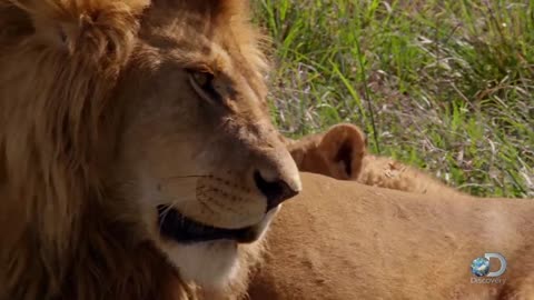 Adorable Lion Cubs