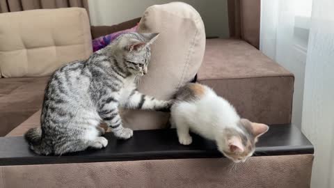 Cute Baby Kittens are Playing for the First Time!