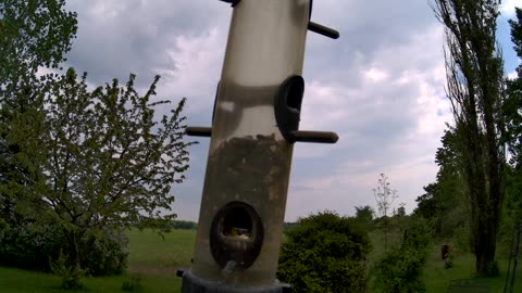 at the feeder : downy woodpecker