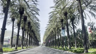 Beautiful Palm trees at Disneyland California
