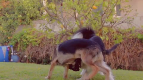 Two Dogs Playing With One another