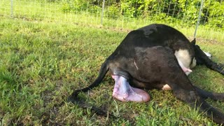 Anya, Giving Birth To Her First Calf