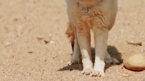 Fennec fox