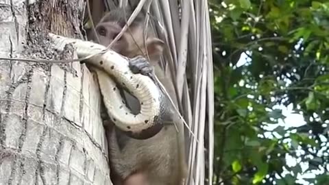 Monkey Saved his life